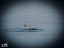 Great Crested Grebe - Perkoz Dwuczuby